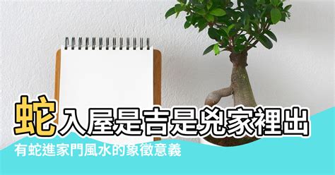 小鳥入屋|【家裡出現鳥】家裡鳥進來有什麼好兆頭？自來鳥寓意大公開！